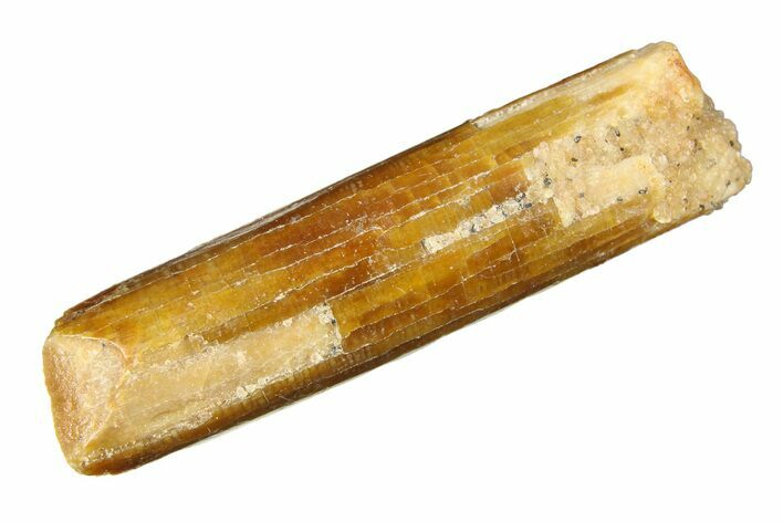 Unusual Sauropod Dinosaur (Nigersaurus?) Tooth - Morocco #297406